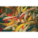 Koi Printed Canvas Painting - Olympia Furniture (Saint George, Utah)